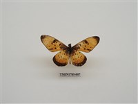 藏品(南非蝴蝶(一))的圖片